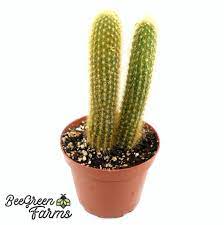 Pachy Cactus s